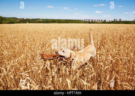 Giallo labrador retriever è in esecuzione in cornfield Foto Stock