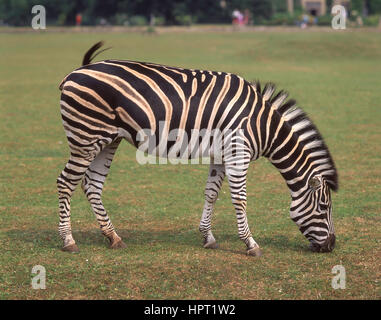 Zebra a Longleat Safari e Parco Avventura di Longleat House, Horningsham, Wiltshire, Inghilterra, Regno Unito Foto Stock