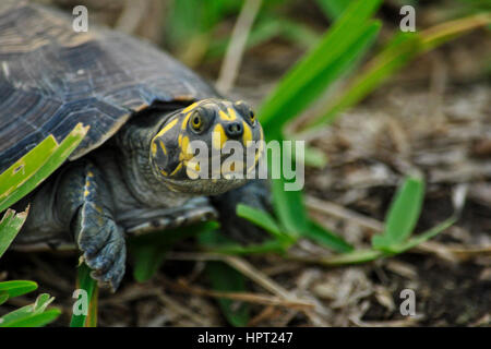 Fiume Arrau tartaruga o a sud del fiume American turtle (Podocnemis expansa). Parco botanico. Guayaquil. Ecuador Foto Stock