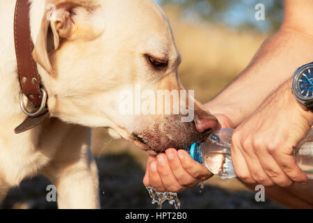 Giornata di caldo - cane è bere da Palm Foto Stock