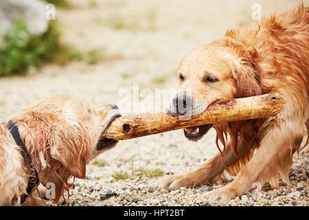 Due golden retriever sono cani giocando con il bastone. Foto Stock