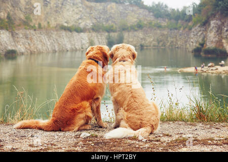 Lago per nuotare. Due golden retriever cani nella vecchia cava di pietre. Foto Stock