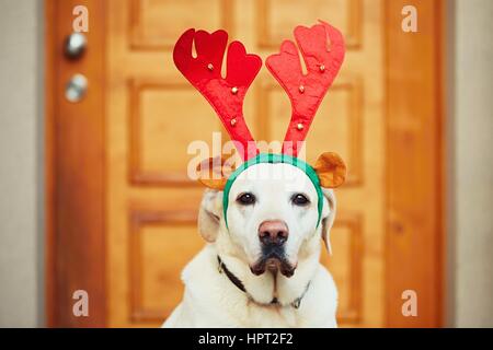 Il Labrador retriever vestito come un regalo di natale renne è in attesa nella parte anteriore della porta di casa. Foto Stock
