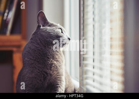 Curioso il russo gatto blu in casa Foto Stock