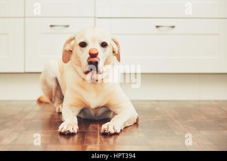 Cane (labrador retriever) bilanciamento gustosi amaretto francese sul suo naso - Il fuoco selettivo Foto Stock