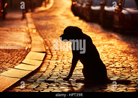 Silhouette del cane sulla strada al tramonto. Foto Stock