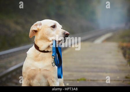 Il cane è in attesa che il proprietario sulla piattaforma ferroviaria Foto Stock