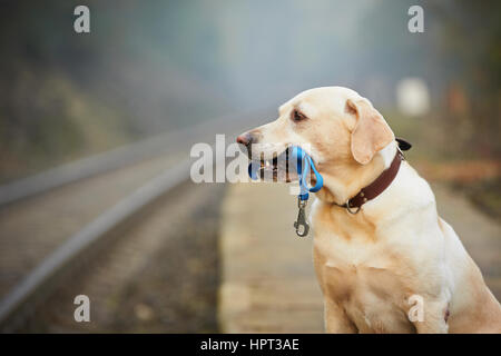 Il cane è in attesa che il proprietario sulla piattaforma ferroviaria Foto Stock