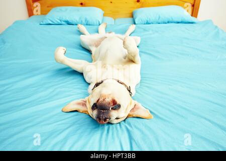 Il cane è sdraiato sulla schiena sul letto - messa a fuoco selettiva Foto Stock