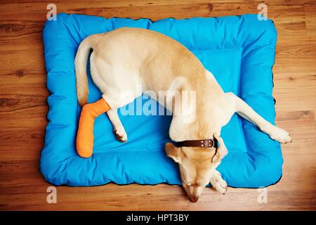 Giallo labrador retriever è dormire con gamba rotta Foto Stock