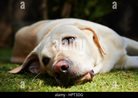 Giallo labrador retriever è sdraiati sull'erba - messa a fuoco selettiva Foto Stock