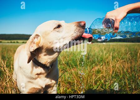 Giornata calda con il cane. Sete giallo labrador retriever acqua potabile dalla bottiglia di plastica il suo proprietario. Foto Stock