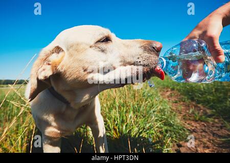 Giornata calda con il cane. Sete giallo labrador retriever acqua potabile dalla bottiglia di plastica il suo proprietario. Foto Stock