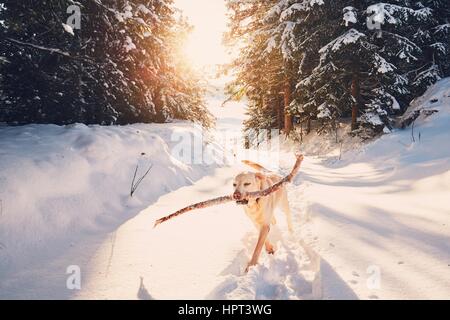 Cane in inverno la natura. Giallo labrador retriever è camminare con il bastone in bocca. Foto Stock