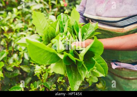 Picker della piantagione di tè azienda appena le foglie di tè - Nuwara Eliya, Sri Lanka Foto Stock
