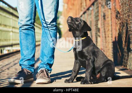 Passeggiata mattutina con il cane (nero labrador retriever). Giovane uomo è la formazione il suo cucciolo di camminare al guinzaglio. Foto Stock