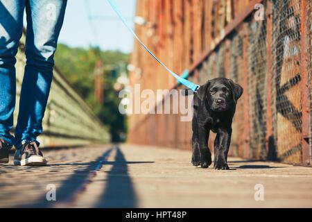 Passeggiata mattutina con il cane (nero labrador retriever). Giovane uomo è la formazione il suo cucciolo di camminare al guinzaglio. Foto Stock