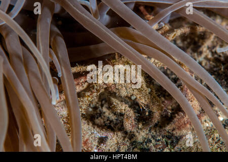 Anemone grancevola (Inachus phalangium), l'Escala, in Costa Brava Girona, in Catalogna, Spagna Foto Stock