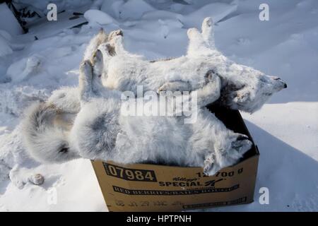 Inuit del Canada sono a caccia di animali da pelliccia per Foto Stock