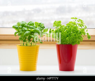 Erbe sulla finestra della cucina Foto Stock