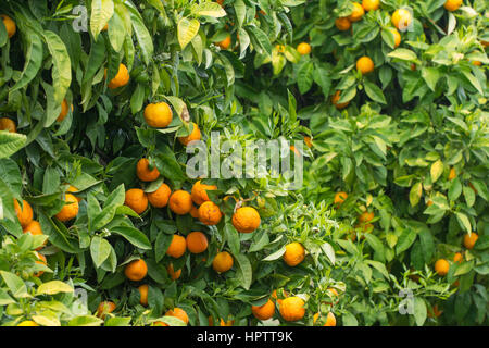 Arance su albero Foto Stock