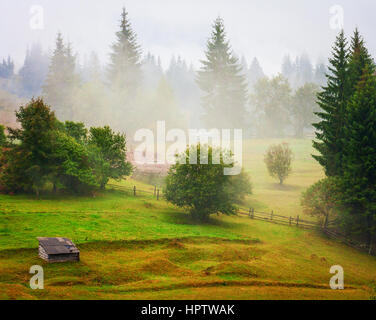 Alberi nella nebbia di mattina la luce del sole di sunrise Foto Stock