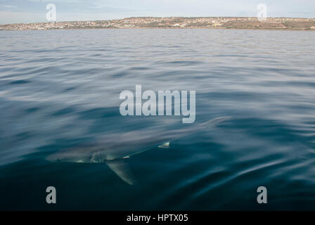 Un grande squalo bianco in subacquea Mossel Bay, Sud Africa Foto Stock