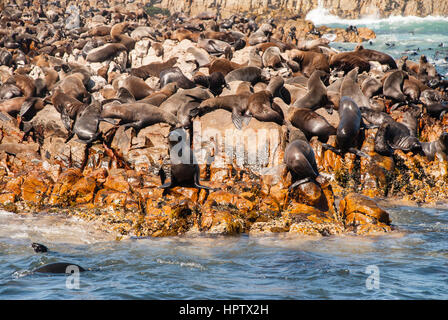 Capo pelliccia sigillo colonia a Mossel Bay in Sud Africa Foto Stock