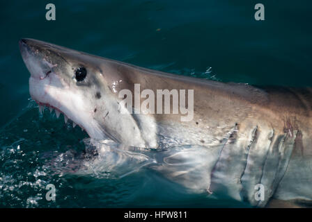 Un grande squalo bianco la rottura dell'acqua Foto Stock