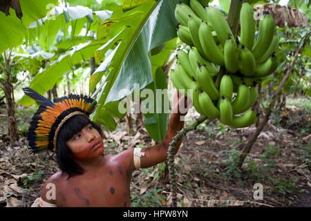 Piantagione di banane in Brasile. Le banane sono il principale prodotto di esportazione. Foto Stock