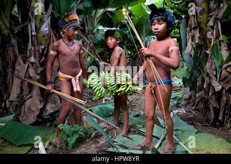 Piantagione di banane in Brasile. Le banane sono il principale prodotto di esportazione. Foto Stock