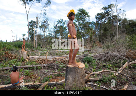 Un lrage parte della Amazone è stata distrutta e trasferite in terreno agricolo. Le principali colture coltivate sono la soia, l'erba per il bestiame e il granturco. La maggior parte delle colture vengono utilizzati per la produzione di biocarburanti o esportati verso l'Europa o noi al foraggio per animali Foto Stock