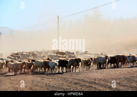 Lo spostamento di ovini al pascolo di nuovo Foto Stock