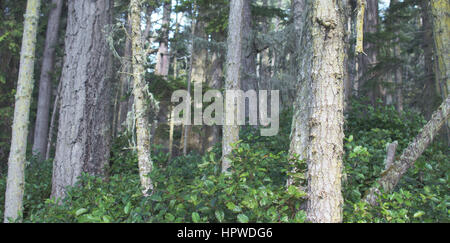 Un fitto sottobosco nel rigoglioso bosco Foto Stock