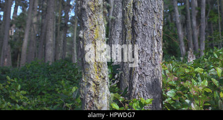 Un fitto sottobosco nel rigoglioso bosco Foto Stock