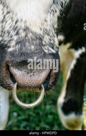 Bianco e nero bull con anello nel naso Foto Stock