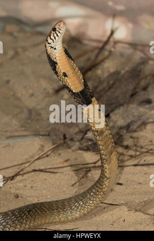 Monocled Cobra (Naja kaouthia) Foto Stock