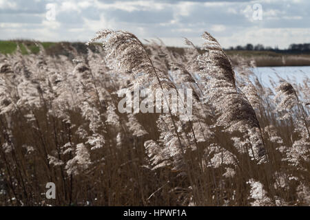 Retroilluminato a canna di palude (Phragmites australis) seedheads Foto Stock