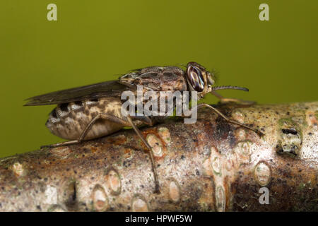 Femmine gravide di Savannah mosca tsetse (Glossina morsitans) Foto Stock