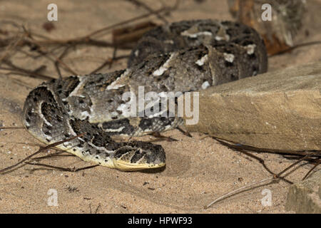 Puff sommatore (Bitis arietans) Foto Stock