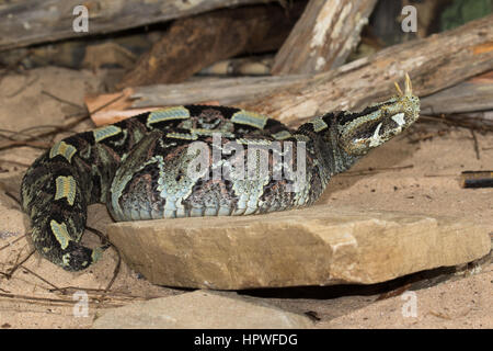 Rhino Viper (Bitis nasicornis) Foto Stock