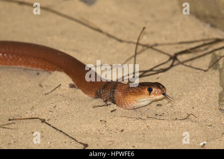 Red sputare Cobra (Naja pallida) Foto Stock