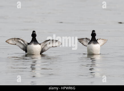 Anatre tufted (Aythya fuligula) con ali stese. A lungo alati e corto-winged forme di un piccolo diving duck, mostrando piumaggio bianco e nero Foto Stock