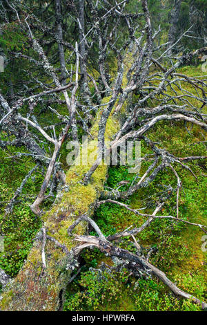 Caduto albero tronco coperto di moss lasciati a marcire nella vecchia foresta / antichi boschi come legno morto, habitat per gli invertebrati, muschi e funghi Foto Stock