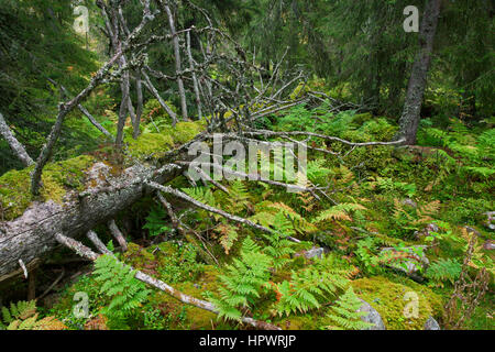 Caduto albero tronco coperto di moss lasciati a marcire nella vecchia foresta / antichi boschi come legno morto, habitat per gli invertebrati, muschi e funghi Foto Stock