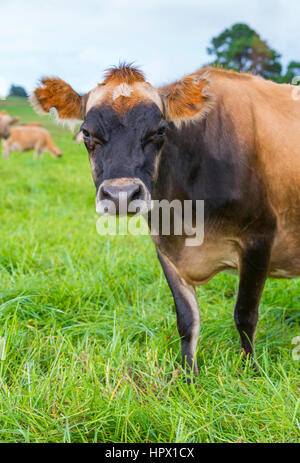Un curioso Jersey mucca in Zimbabwe orientale Highlands Foto Stock