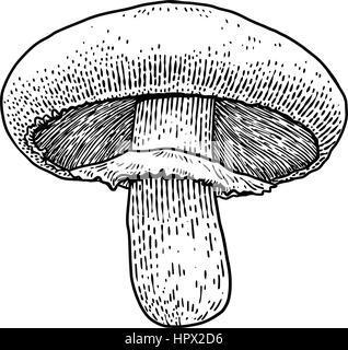 Funghi champignon illustrazione, disegno, incisione, il vettore, la linea Illustrazione Vettoriale