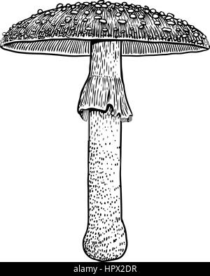 Fly agaric illustrazione a fungo, disegno, incisione, il vettore, la linea Illustrazione Vettoriale