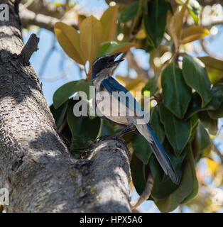 Western Scrub-Jay Foto Stock