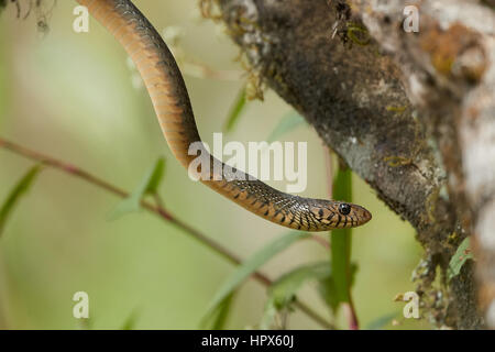 Ritratto di Ratsnake orientali, Ptyas mucosus Foto Stock